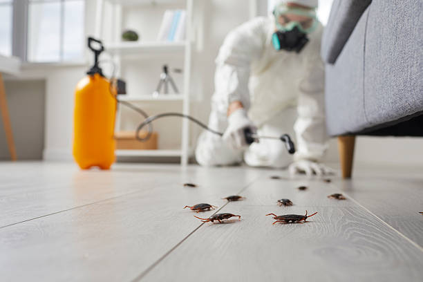 Post-Treatment Bed Bug Interceptor Monitoring in Colmar Manor